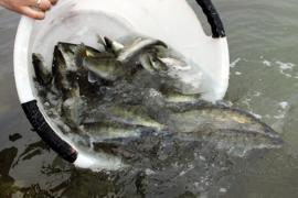 Csaknem kilencezer kilónyi halat telepítettek a napokban a Balatonba