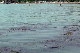 Gyors hínárosodás kezdődött a Balatonban