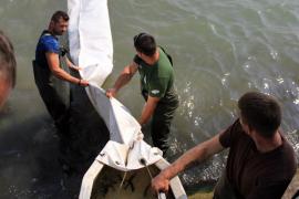Több mint 18 ezer balint telepítettek a Balatonba