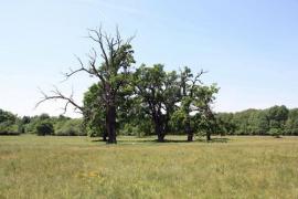 Orchideák nyomában túrázhatunk május végén