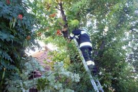 Fákat vágtak a tűzoltók a somogyi viharok után