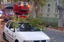 Felnyársalt egy parkoló autót a kaposvári platán