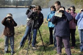 Somogyban két helyszín is lesz a madármegfigyelő napokon