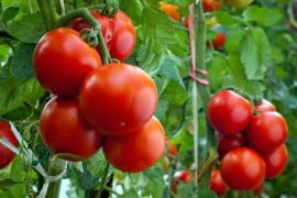 Termálvízre alapozott kertészetet hoznak létre Táskán