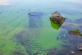 Nem okoz algavirágzást a Balatonban a kánikula