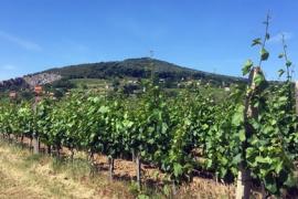 Korábban szedik a portugiesert Villányban